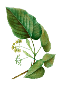 Bougie-parfumee-Tilleul-flamme-de-vignes