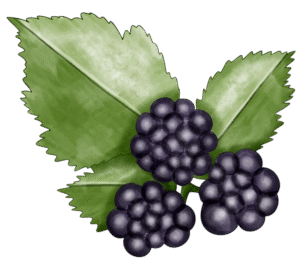 bougie-parfumée-cassis-flamme-de-vignes