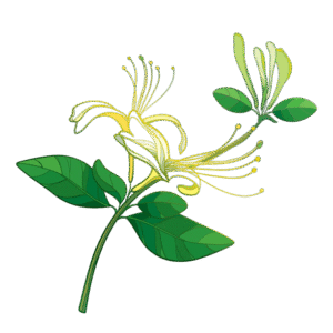 bougie-parfumee-chevrefeuille-flamme-de-vignes