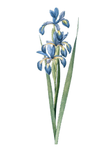 bougie-parfumee-iris-flamme-de-vignes