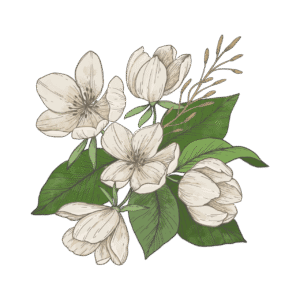 bougie-parfumee-jasmin-flamme-de-vignes