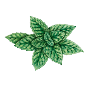 bougie-parfumée-menthe-flamme-de-vignes