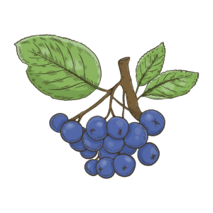 bougie-parfumée-myrtille-flamme-de-vignes