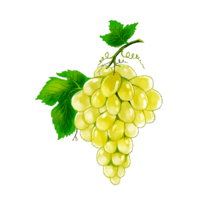 bougie parfumee raisin blanc flamme de vignes